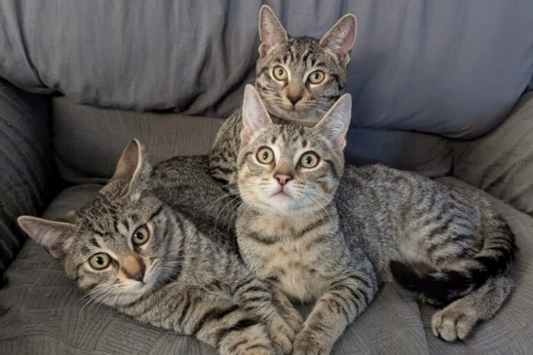 Untitled design - 2025-07-25T162812.947