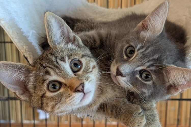 Untitled design - 2025-07-25T162857.127